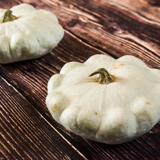 Squash Seeds - Summer - Bush - Early White Bush Scallop