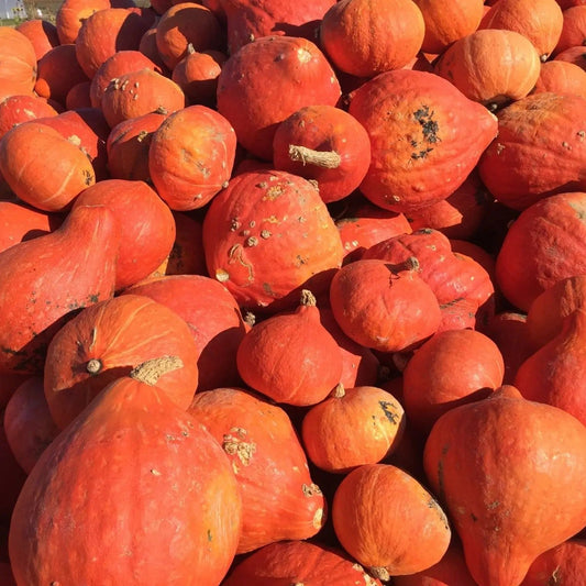 Squash Seeds - Winter - Vining - Golden Delicious