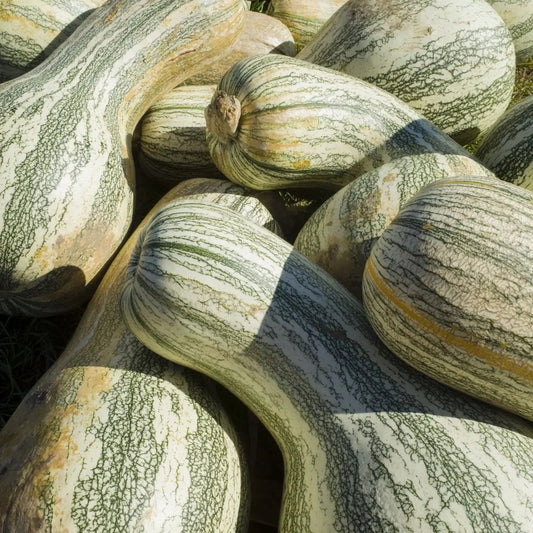 Squash Seeds - Winter - Vining - Green Striped Cushaw