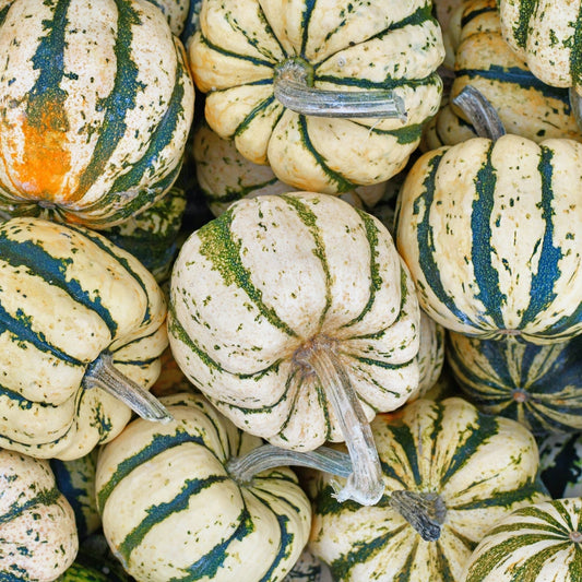 Squash Seeds - Winter - Bush - Sweet Dumpling