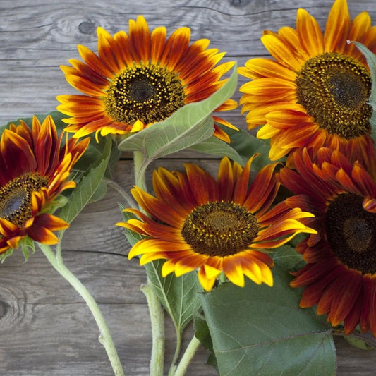 Sunflower Seeds - Autumn Beauty Sunflowers