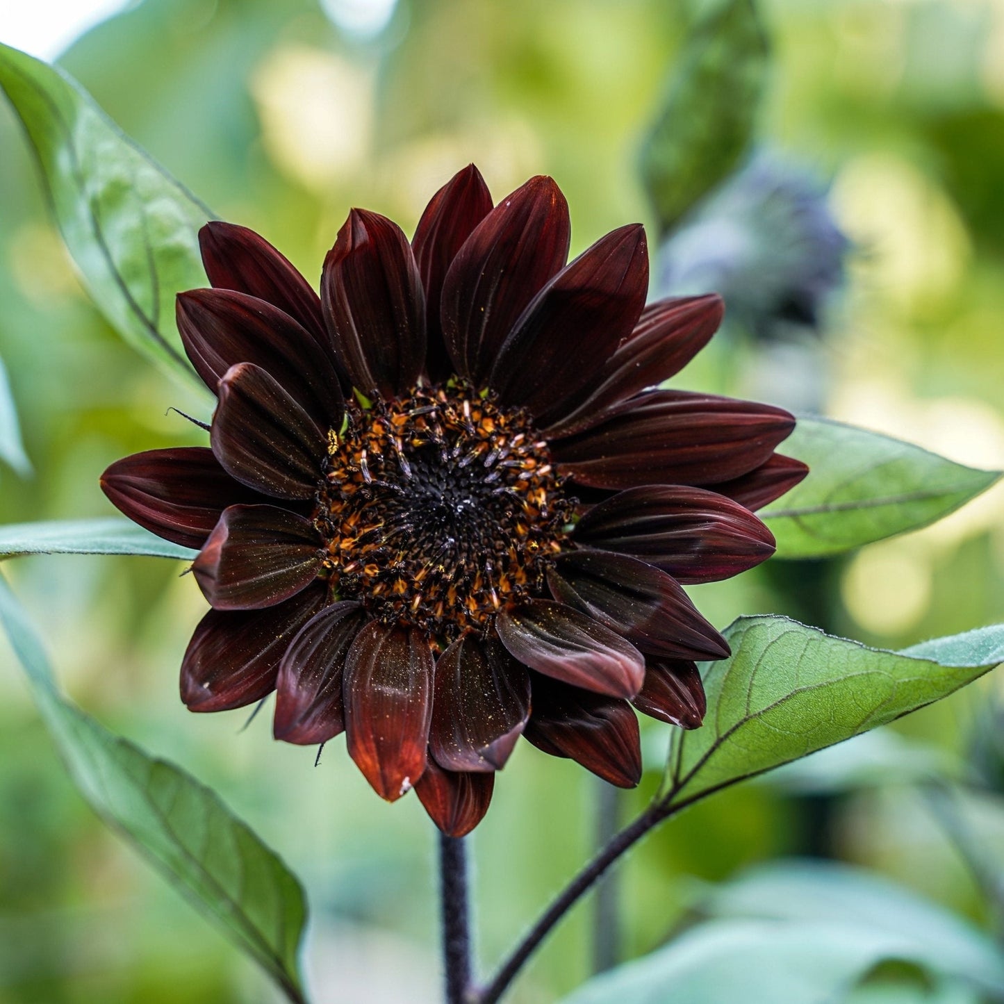 Sunflower Seeds - Chocolate Cherry