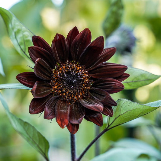 Sunflower Seeds - Chocolate Cherry