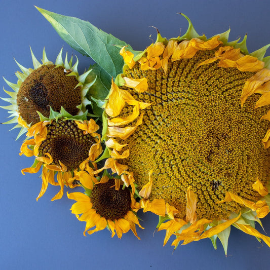Sunflower Seeds - Mammoth