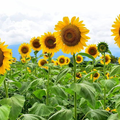 Sunflower Seeds - Mammoth