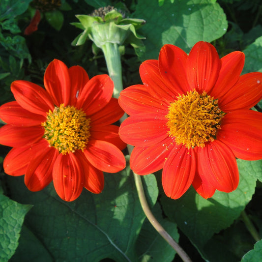 Sunflower Seeds - Mexican Red Torch