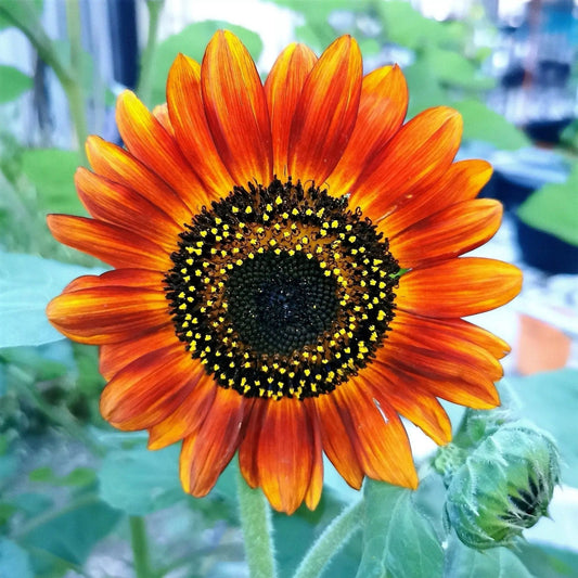 Sunflower Seeds - Velvet Queen