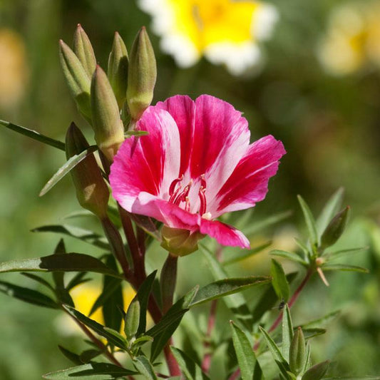 Godetia, Semi-Tall Single Mix (1/4 lb)