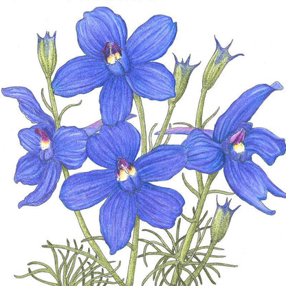 Larkspur Mixed Colors (pack)