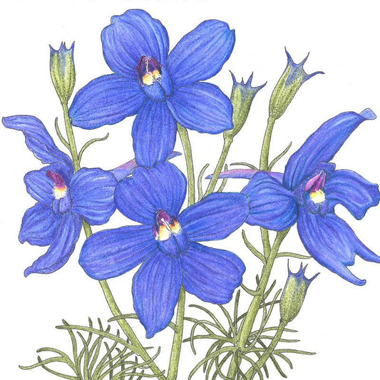 Larkspur Mixed Colors (pack)