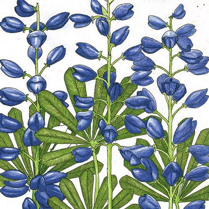 Lupine, Perennial (pack)
