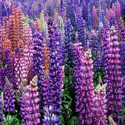 Russell Lupine Seed Pack