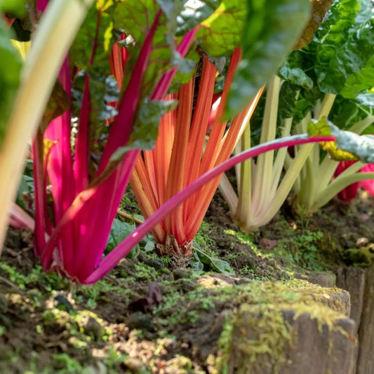 Chard Seeds - Swiss - Five Color Silverbeet
