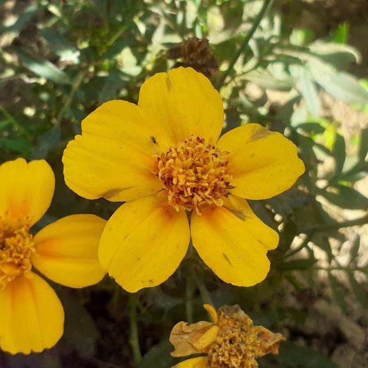 Tarragon Seeds - Sweet Mace - Mexican Mint Marigold