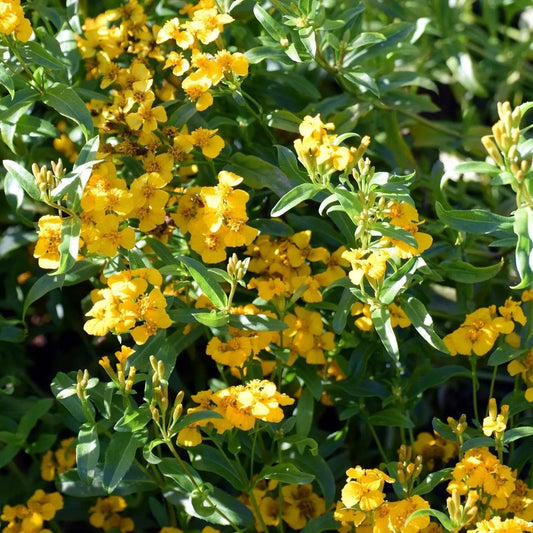 Tarragon Seeds - Sweet Mace - Mexican Mint Marigold