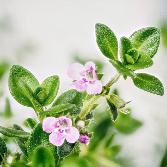 Thyme Seeds - Common Thyme
