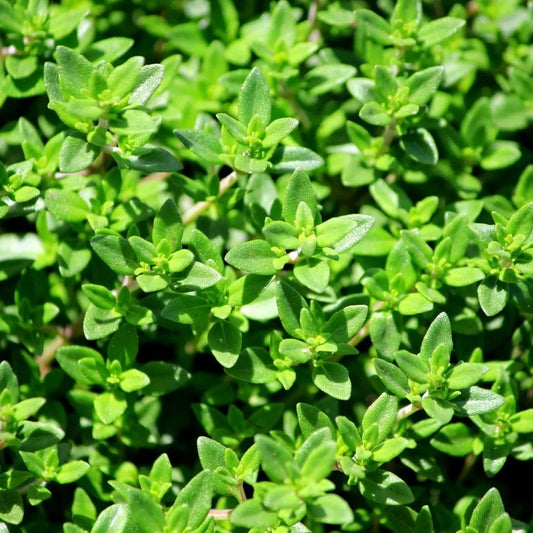 Thyme Seeds - French
