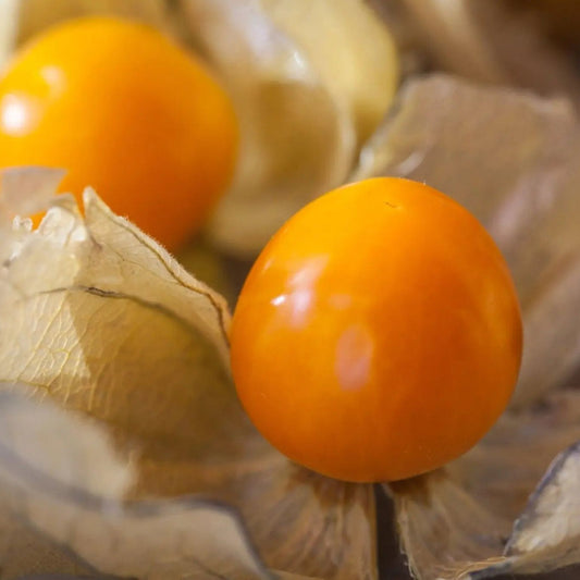Tomatillo Seeds - Pruinosa - Aunt Molly's Ground Cherry