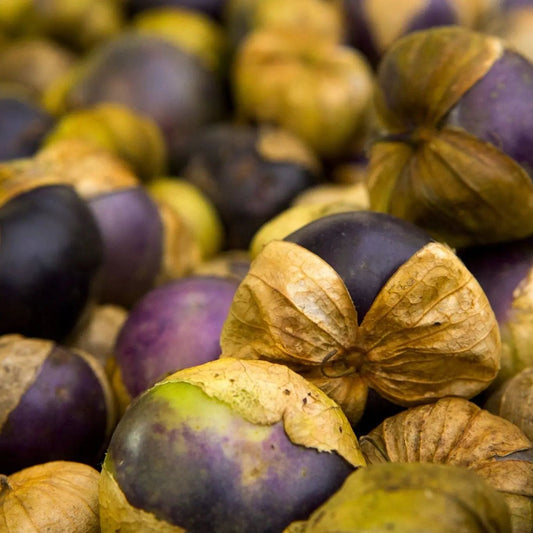 Tomatillo Seeds - Ixocarpa - Purple Tomatillo
