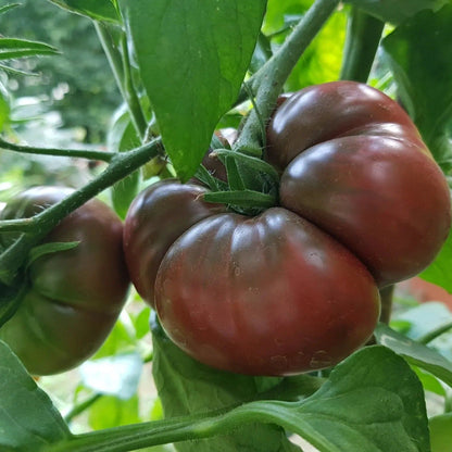 Tomato Seeds - Indeterminate - Black Krim Beefsteak