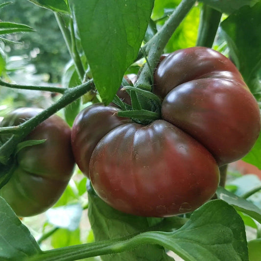 Tomato Seeds - Indeterminate - Black Krim Beefsteak