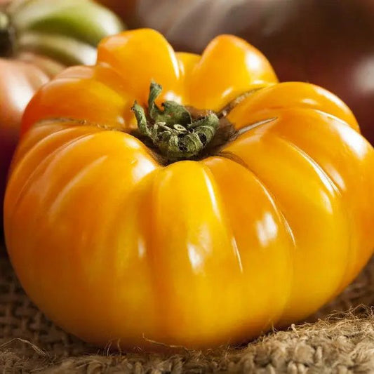 Tomato Seeds - Indeterminate - Cherokee Dr. Wyche's Yellow Beefsteak