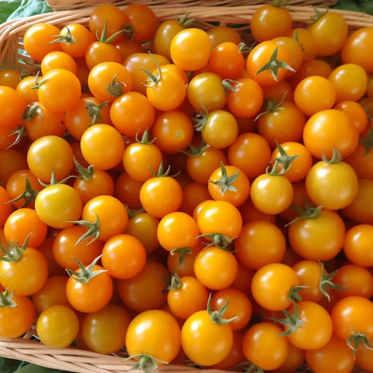 Tomato Seeds - Indeterminate - Gold Nugget Cherry