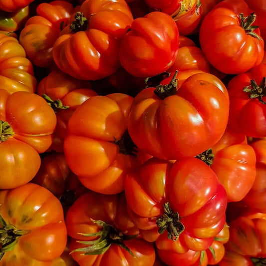 Tomato Seeds - Indeterminate - Costoluto Genovese Standard