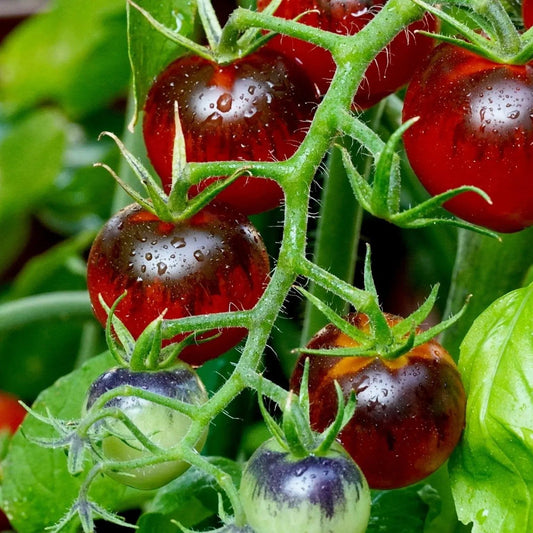 Tomato Seeds - Indeterminate - Dancing With Smurfs Cherry