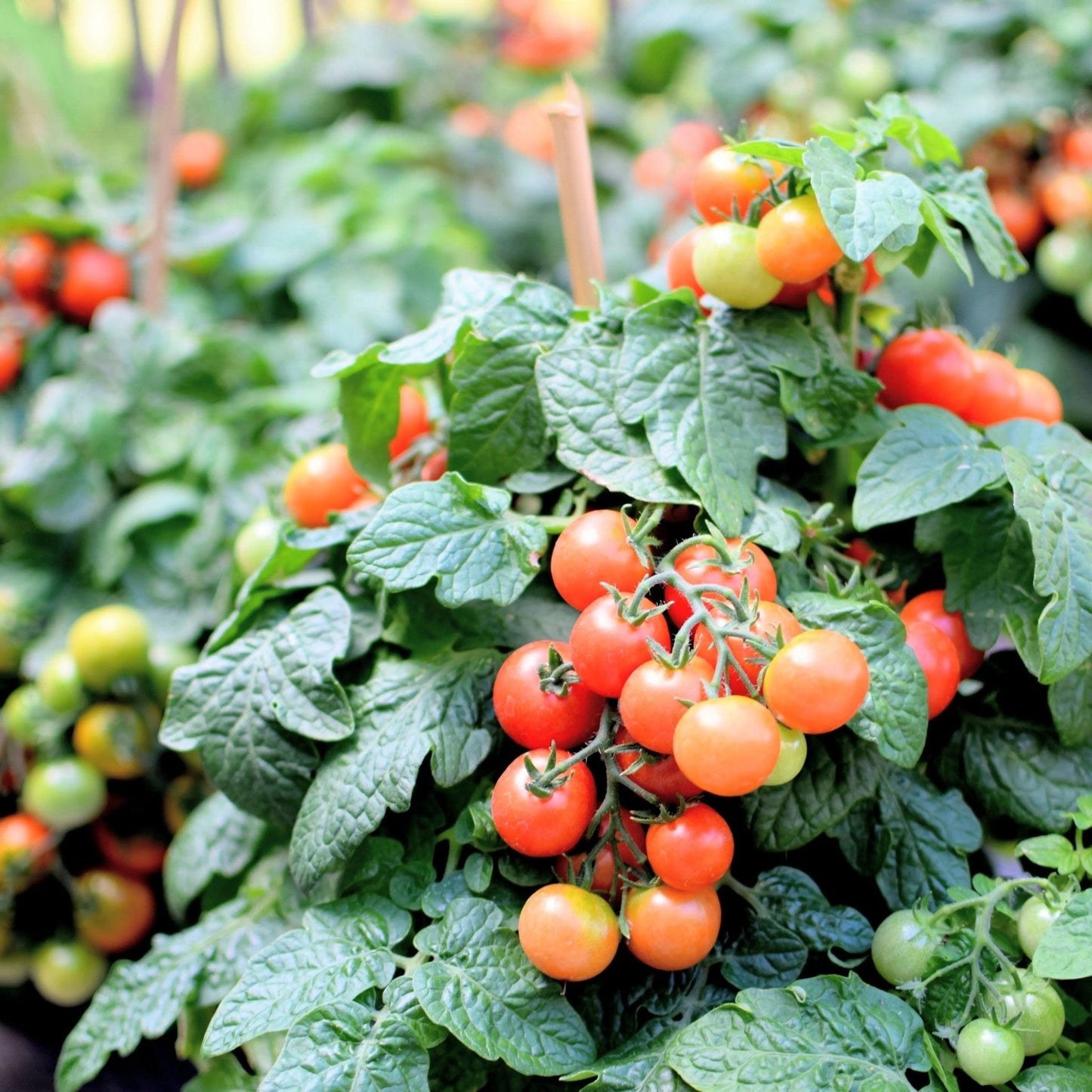 Tomato Seeds - Determinate - Tiny Tim Micro/Mini