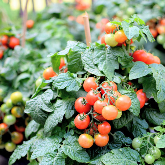 Tomato Seeds - Determinate - Tiny Tim Micro/Mini