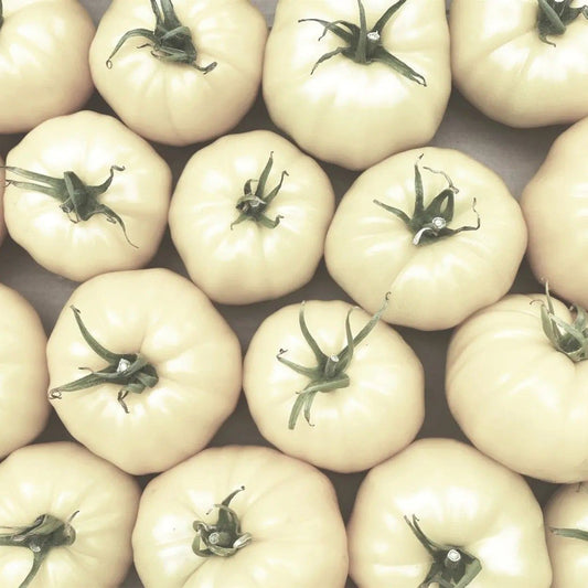 Tomato Seeds - Indeterminate - Great White Beefsteak