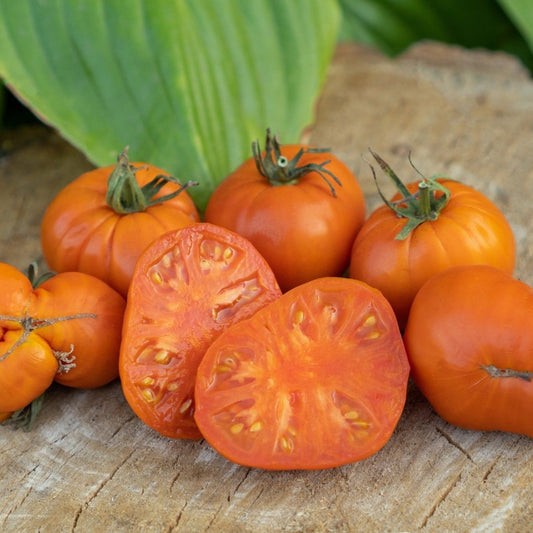 Tomato Seeds - Indeterminate - Amana Orange Beefsteak