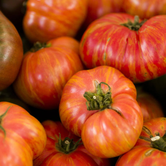 Tomato Seeds - Indeterminate - Big Rainbow Beefsteak