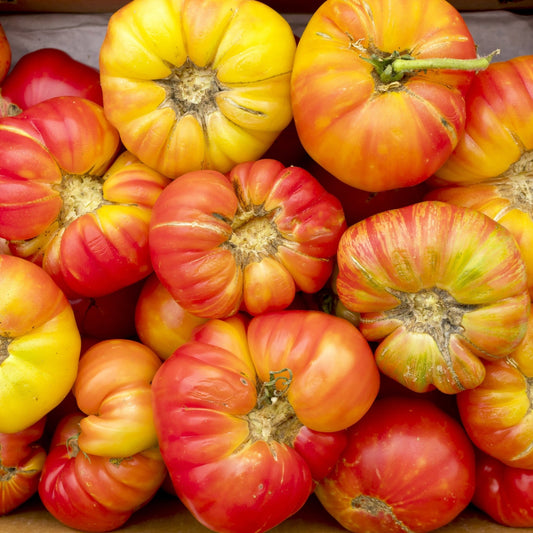 Tomato Seeds - Indeterminate - Big Rainbow Beefsteak