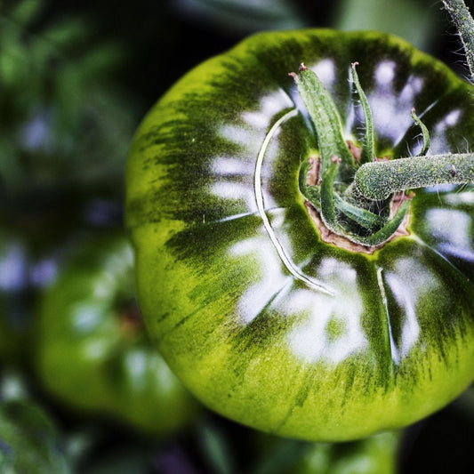 Tomato Seeds - Indeterminate - Black From Tula Beefsteak