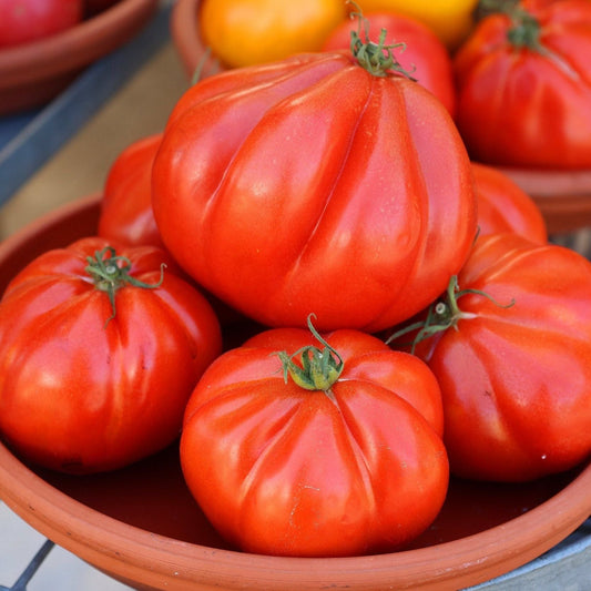 Tomato Seeds - Indeterminate - Mortgage Lifter Beefsteak