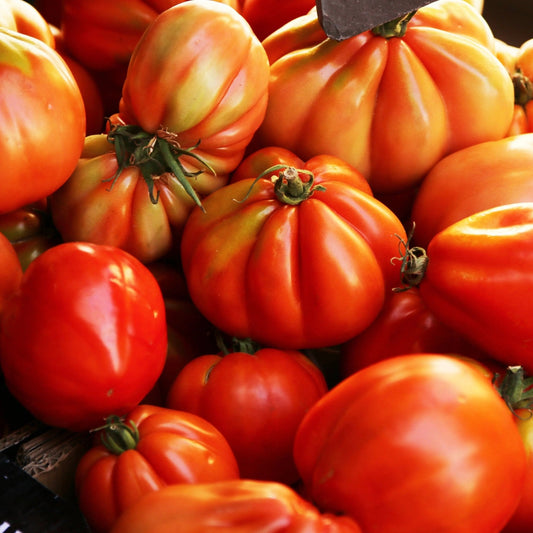 Tomato Seeds - Indeterminate - Oaxacan Pink Standard