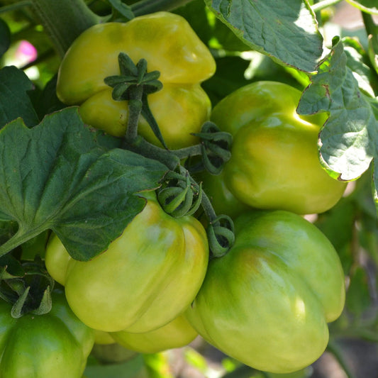 Tomato Seeds - Indeterminate - Stuffer Green Slicing