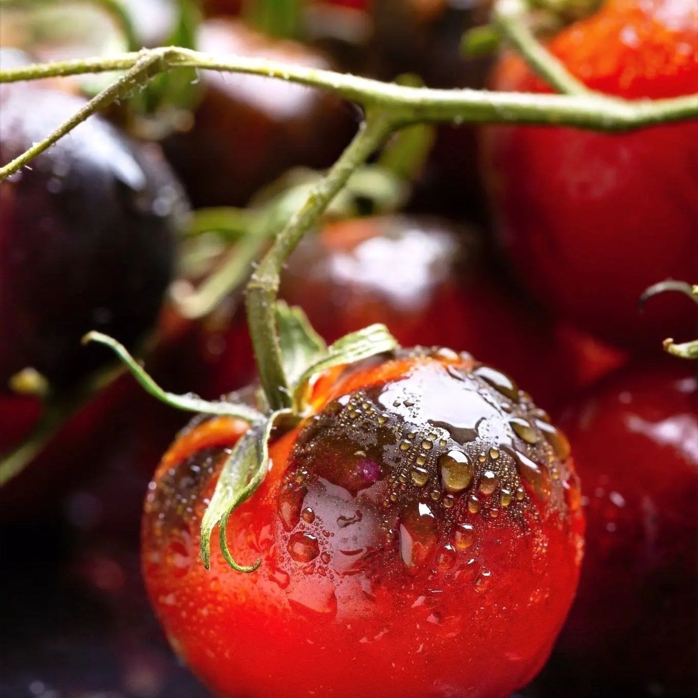 Tomato Seeds - Indeterminate - Indigo Cherry Drops Cherry