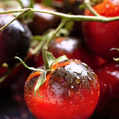 Tomato Seeds - Indeterminate - Indigo Cherry Drops Cherry