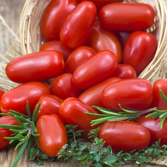 Tomato Seeds - Determinate - Martino's Roma