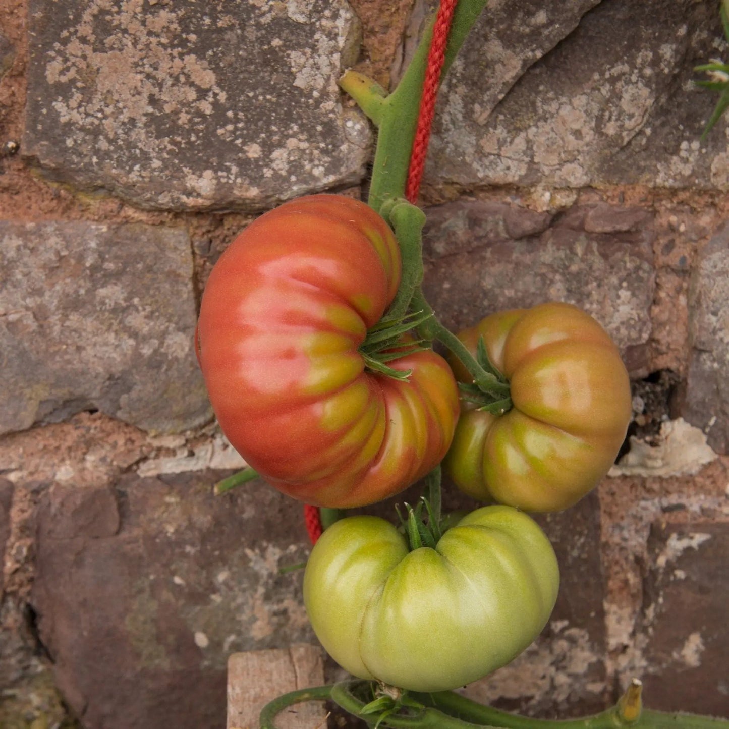 Tomato Seeds - Indeterminate - Mortgage Lifter Beefsteak