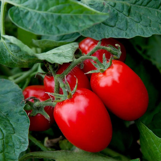 Tomato Seeds - Indeterminate - Sheboygan Slicing
