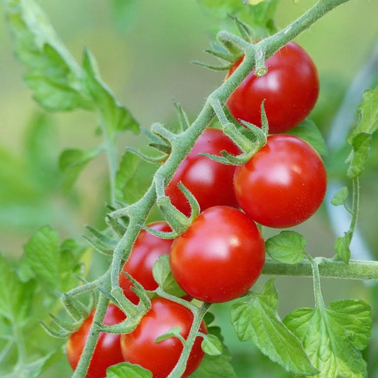 Tomato Seeds - Indeterminate - Sweetie Cherry