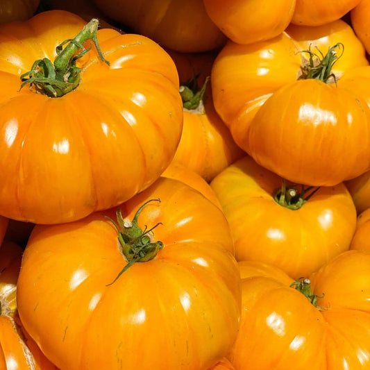Tomato Seeds - Indeterminate - Yellow Brandywine Beefsteak