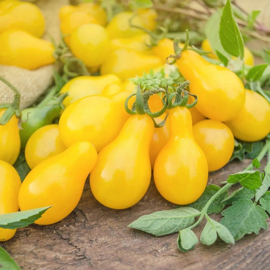 Tomato Seeds - Indeterminate - Yellow Pear Cherry