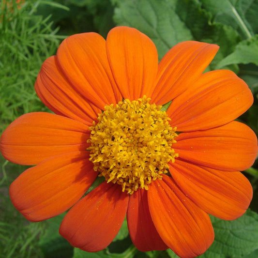 Mexican Sunflower (1/4 lb)