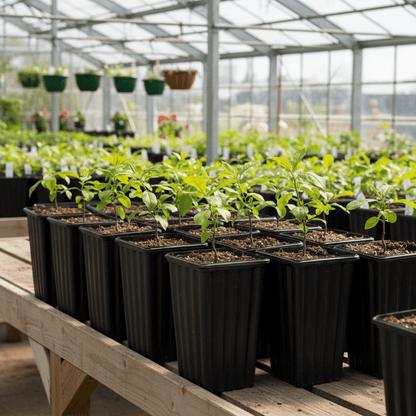 Tree Growing Containers - Treepots (Short)
