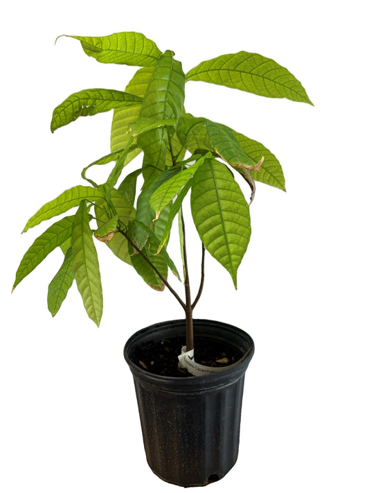 Trinitario Cacao Tree Yellow, Long Ribbed – Fruit-Bearing Theobroma Cacao Tree